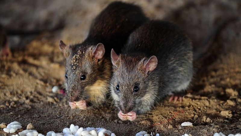 Rats: Adaptable Urban Survivors