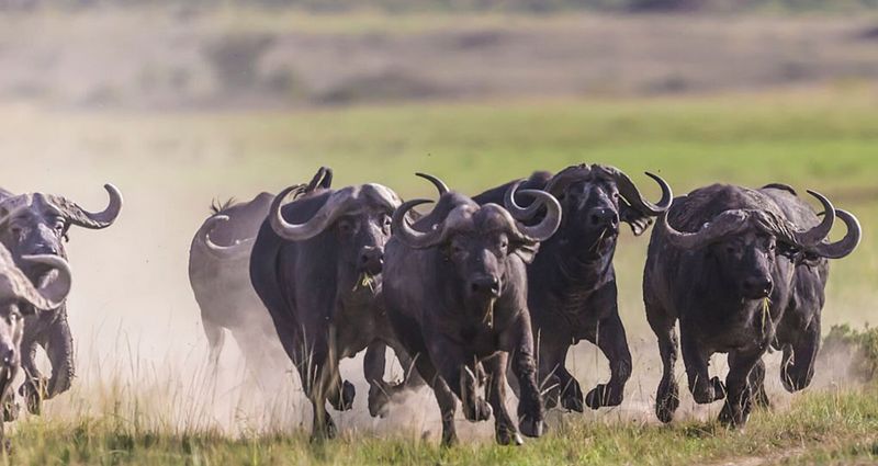 African Cape Buffalo