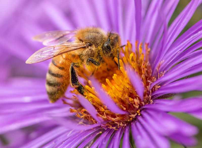 Aster: Autumn's Final Banquet