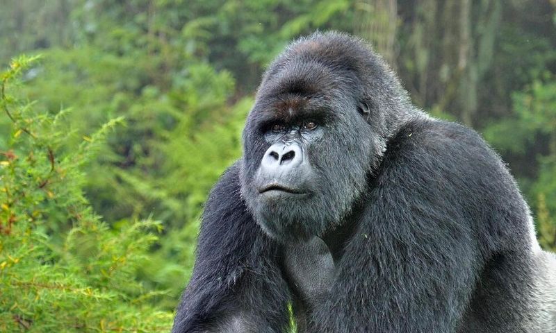 Mountain Gorilla