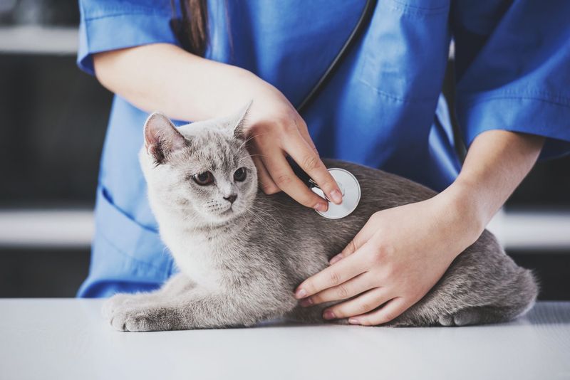 Skipping Regular Vet Check-ups