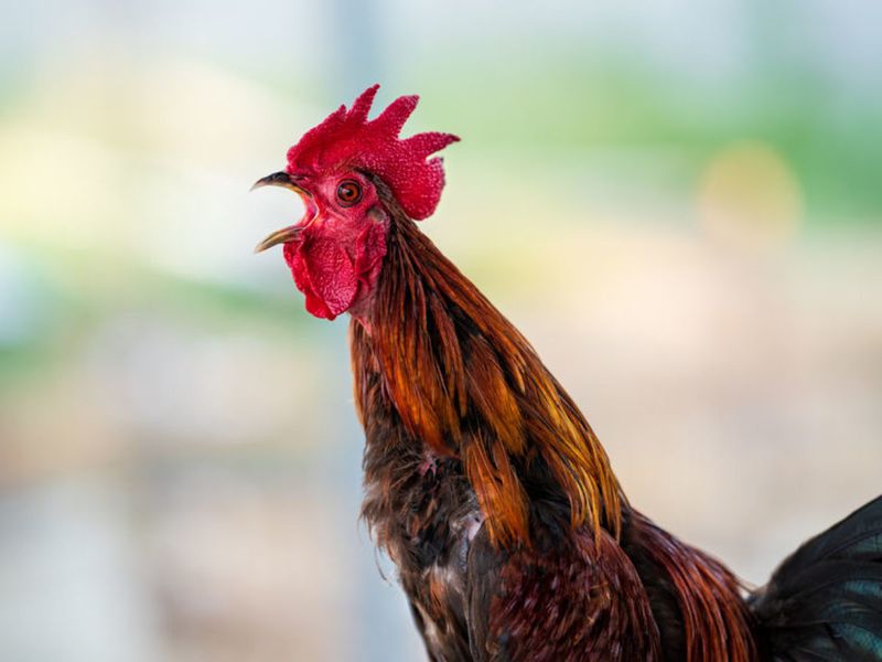 Vocal Personalities: Crowing Vs. Clucking
