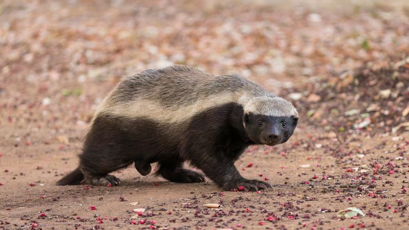 Honey Badgers: Fearless Fighters