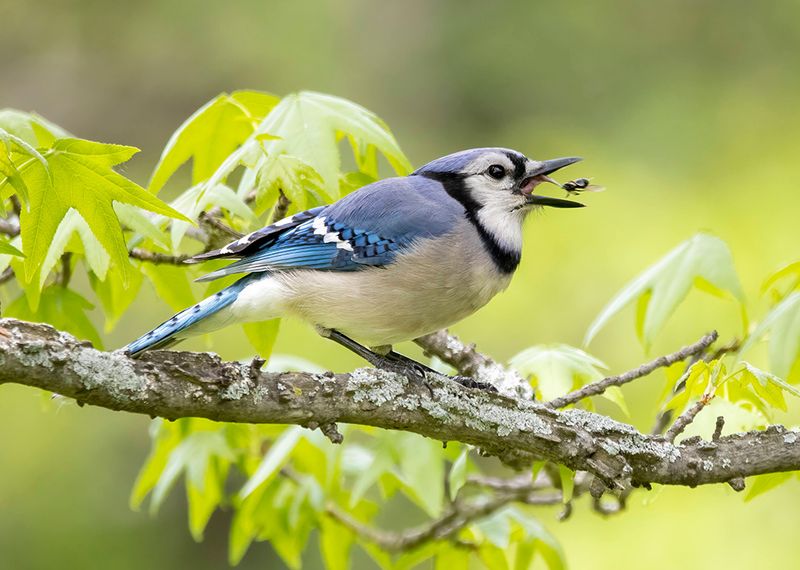 Blue Jays: Woodland Masterminds