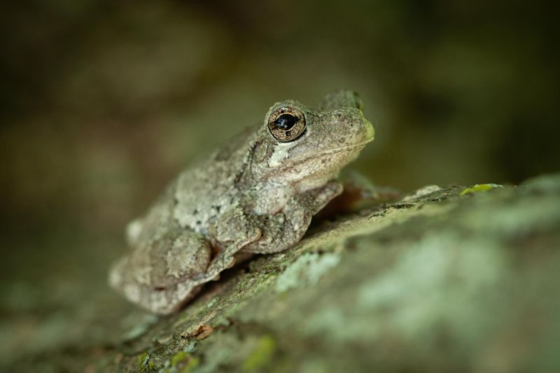 Gray Tree Frogs That Match Lichen-Covered Bark