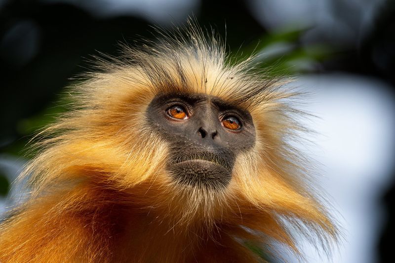 Golden Langur