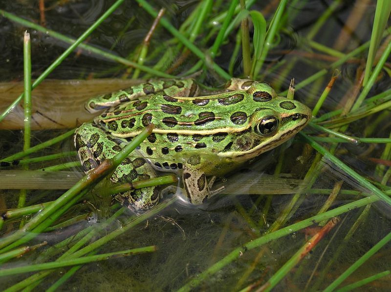 Leopard Frog