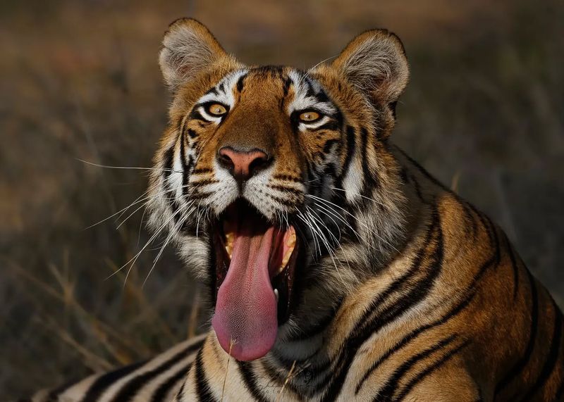 A Tiger's Tongue Can Lick Meat Off Bones