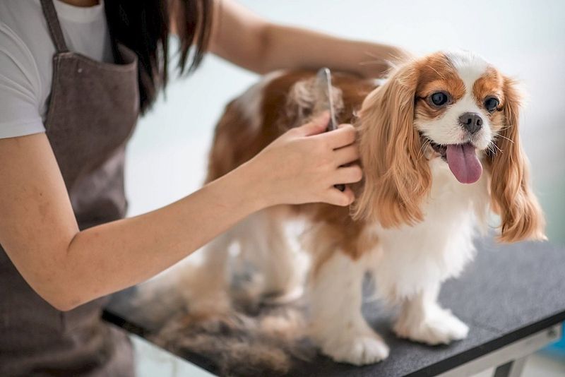 Gentle Brushing Removes Allergens
