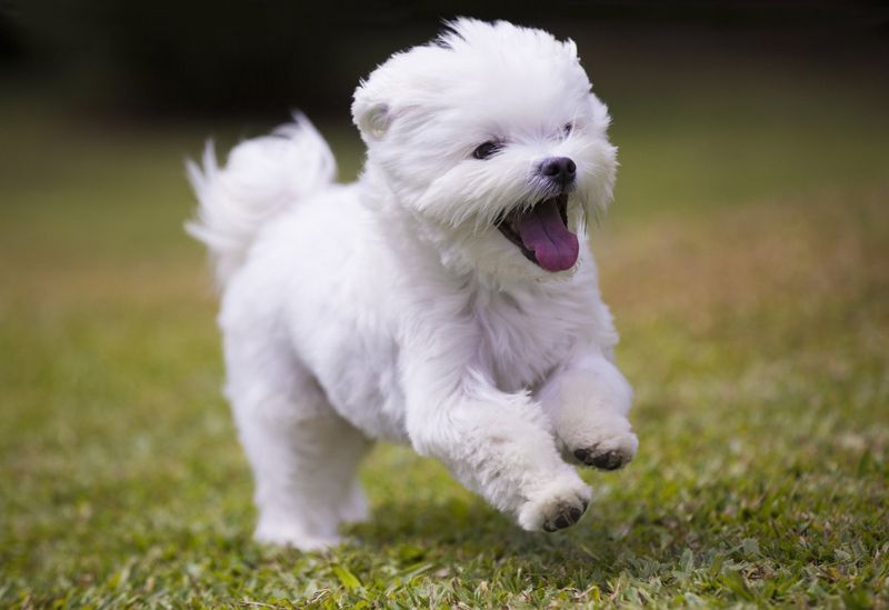 Pocket-Sized Devotion: Maltese
