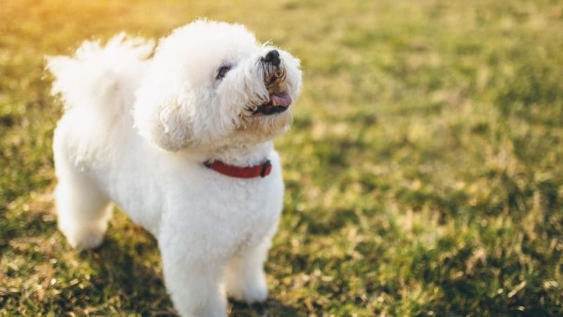 Anxiety-Prone Buddy: The Bichon Frise