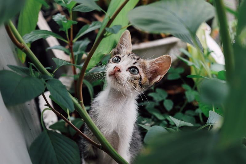 Curiosity Unleashed