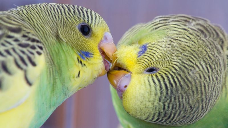 Budgie Buddies Who Never Stop Talking