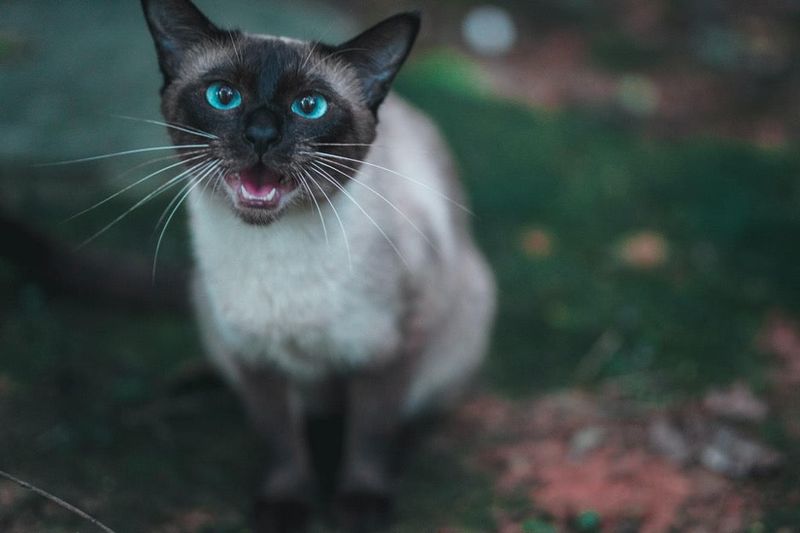 Chatty Siamese