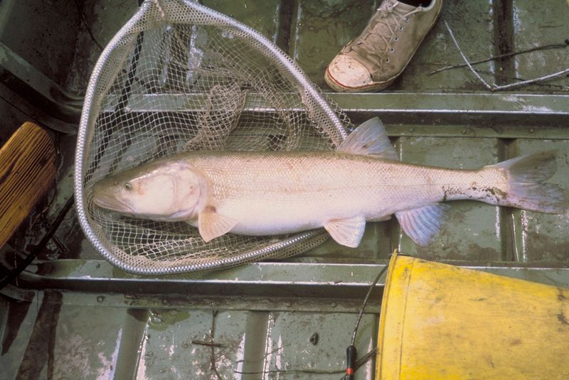 Colorado Pikeminnow: River Giant In Decline