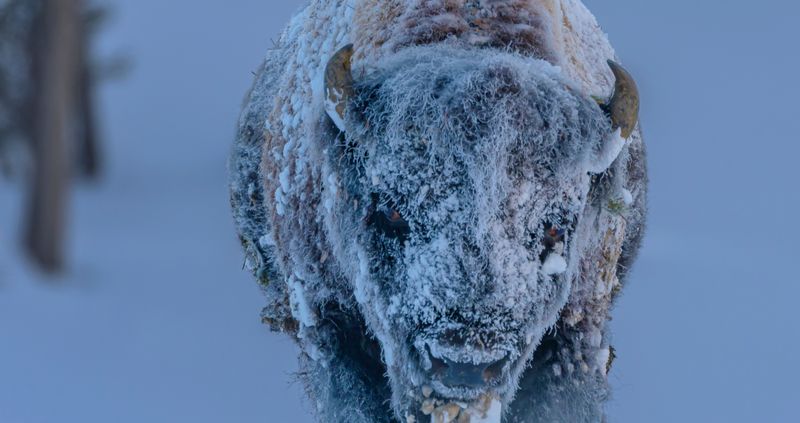 Preservation Through Cold