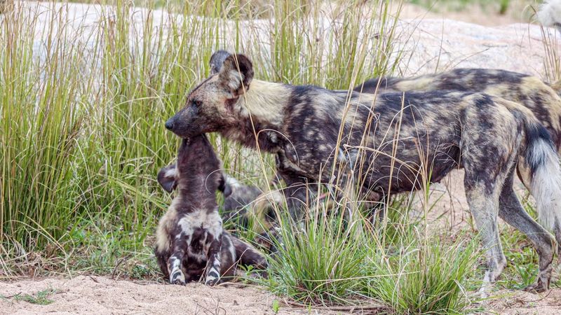 Shared Parenting Duties