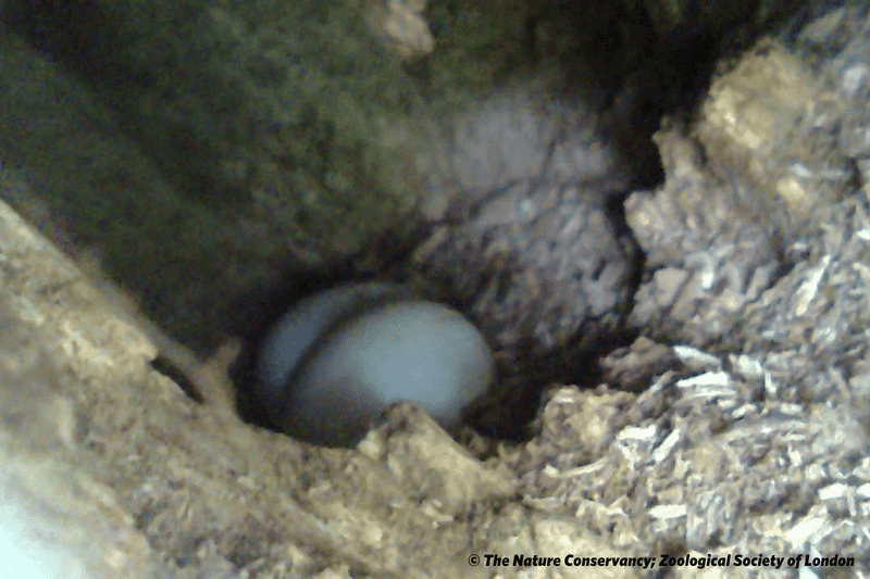 The 40-Year Egg Drought
