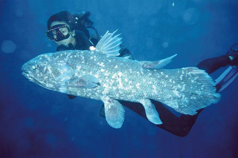 Conservation Efforts
