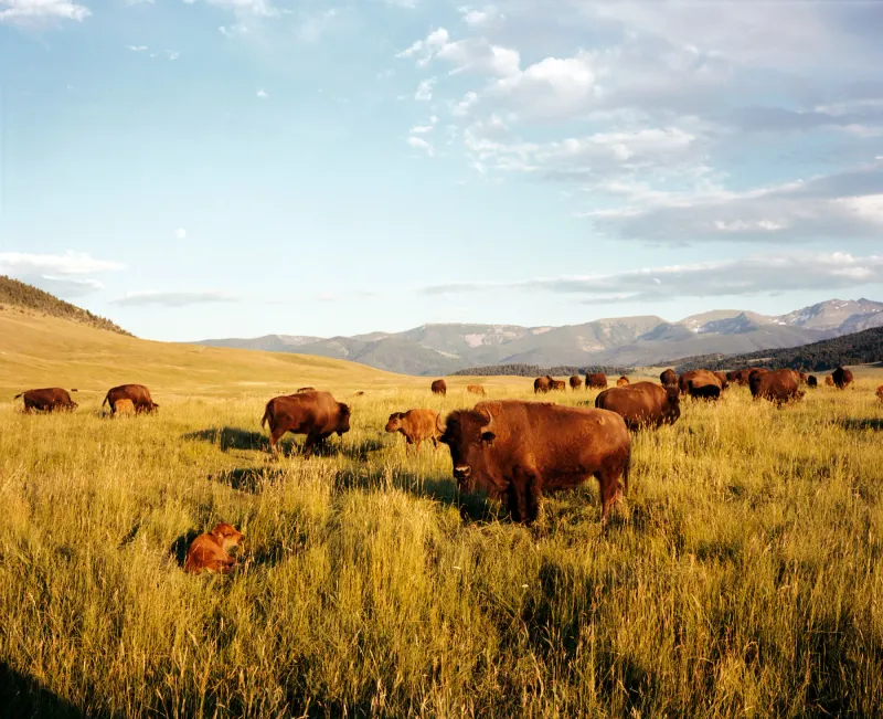 Ranchers Celebrate The Change