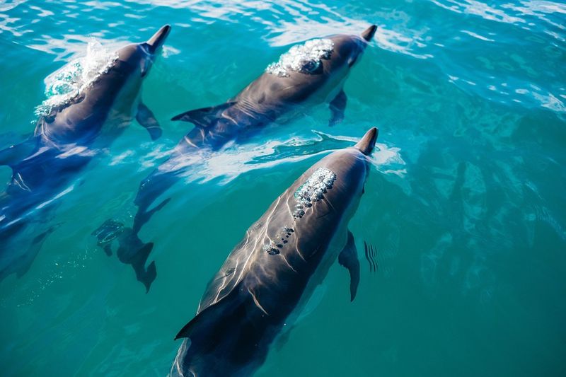 Dolphin Detectives