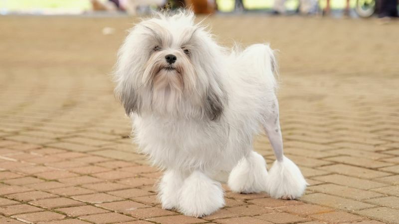 Löwchen