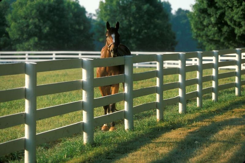 Fence Horses – The Boundary Inspectors