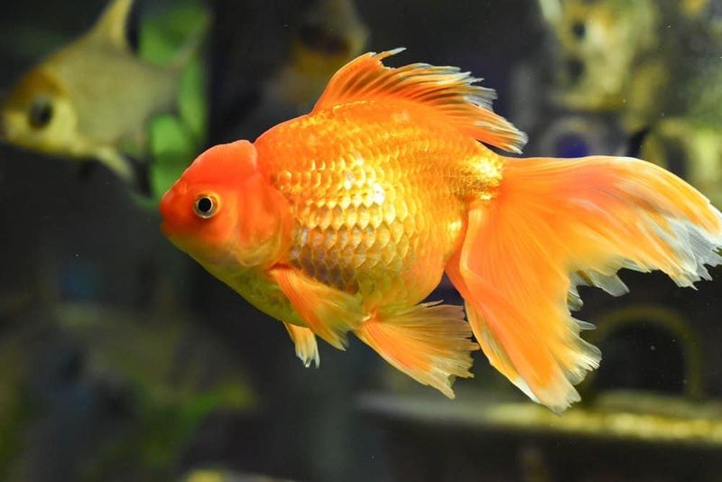 Goldfish