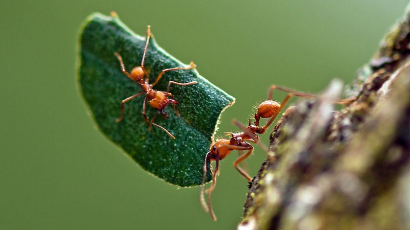 Leafcutter Ants