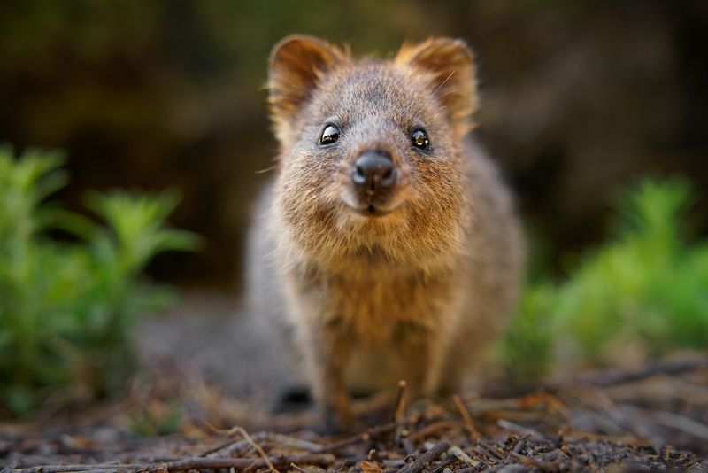 Quokka