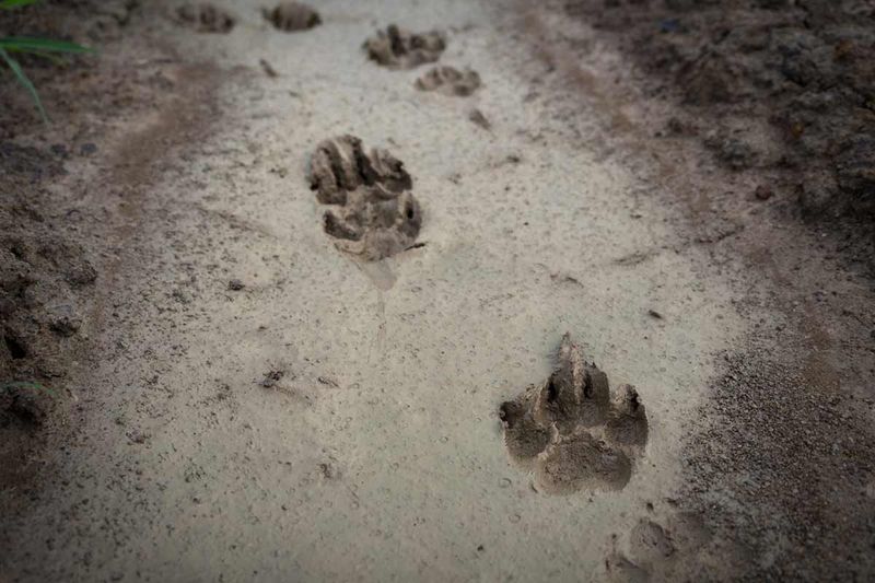 Paw Print Size Stunned Experts