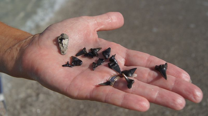 Treasure Hunter Tourism Boom