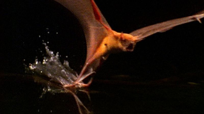 Unusual Fishing Behavior