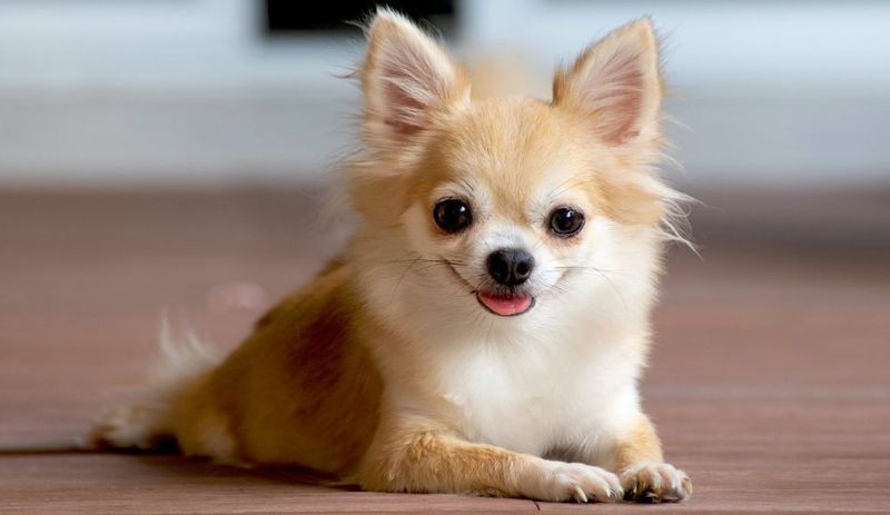 Chihuahua