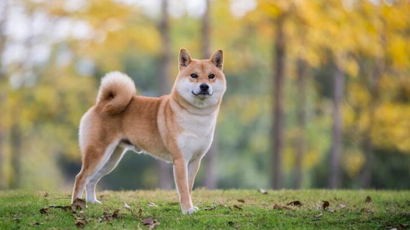 Shiba Inu