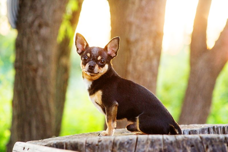 Chihuahua