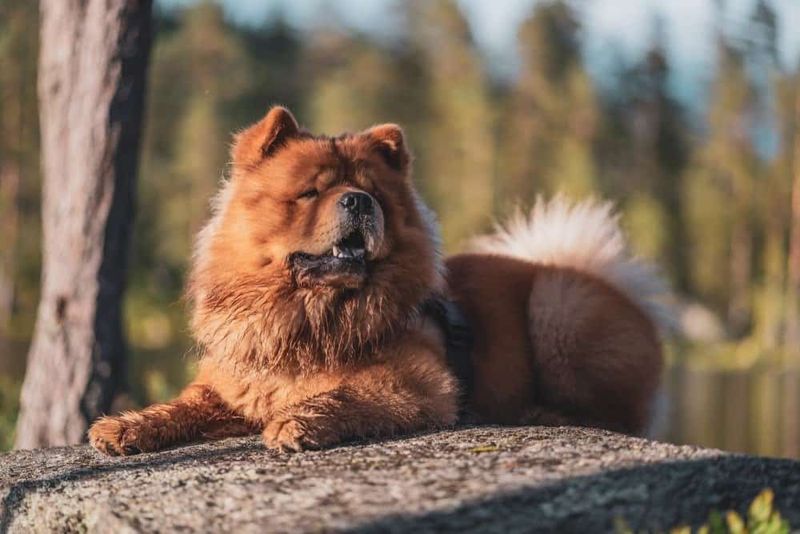 Chow Chow