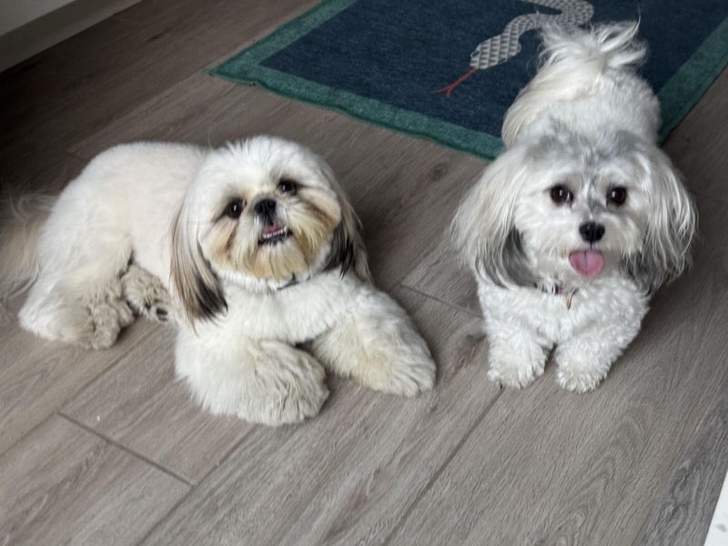 Shih Tzu