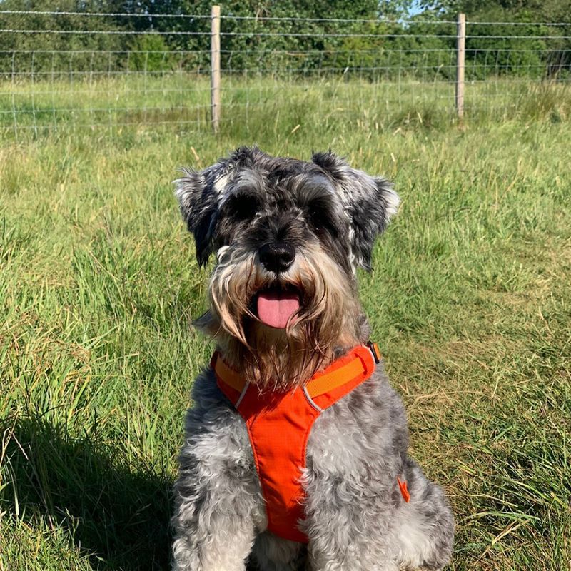 Miniature Schnauzer