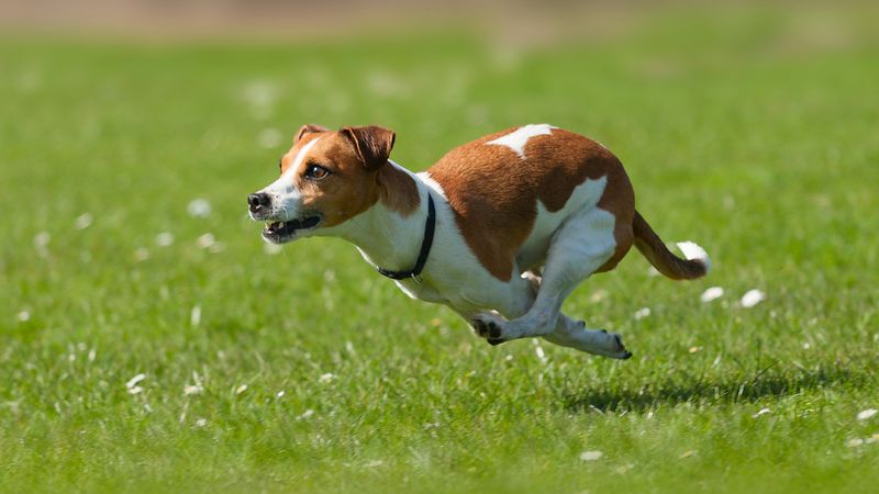 Jack Russell Terrier