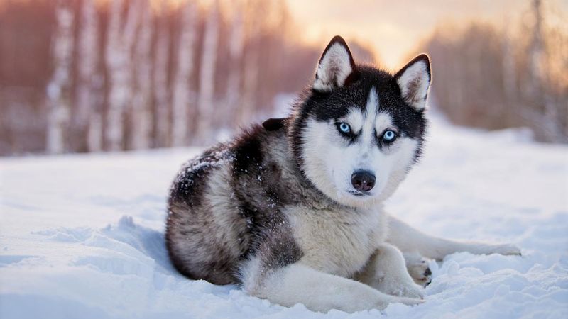 Siberian Husky
