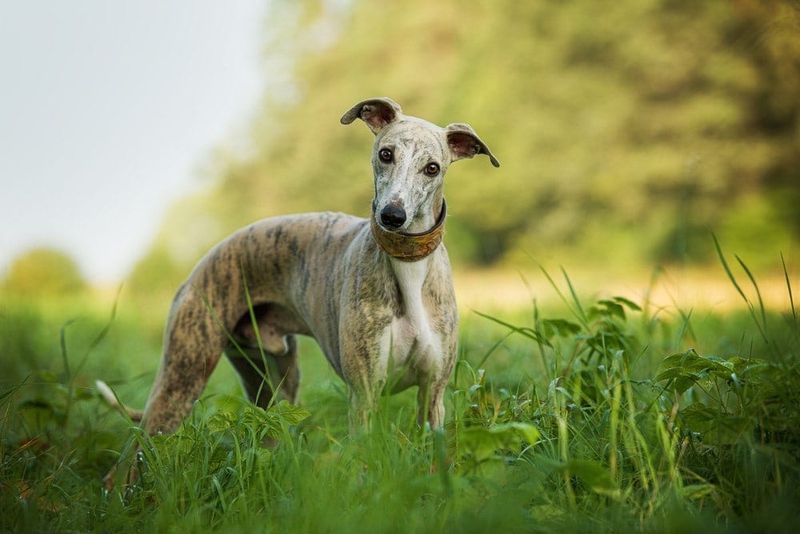 Whippet Wisdom