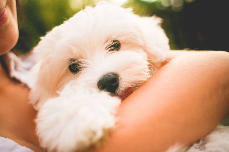 Maltese: Cloud-Soft Cuddle Experts