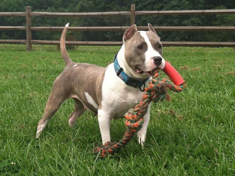 American Pit Bull Terrier: The Powerful People-Pleaser