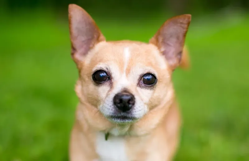 Chihuahua Pocket Rockets