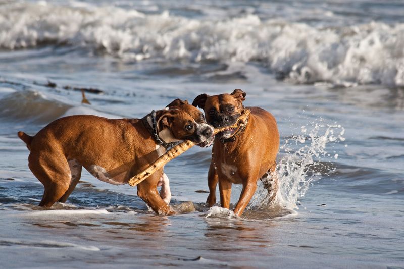 Boxers: The Eternal Playful Duo