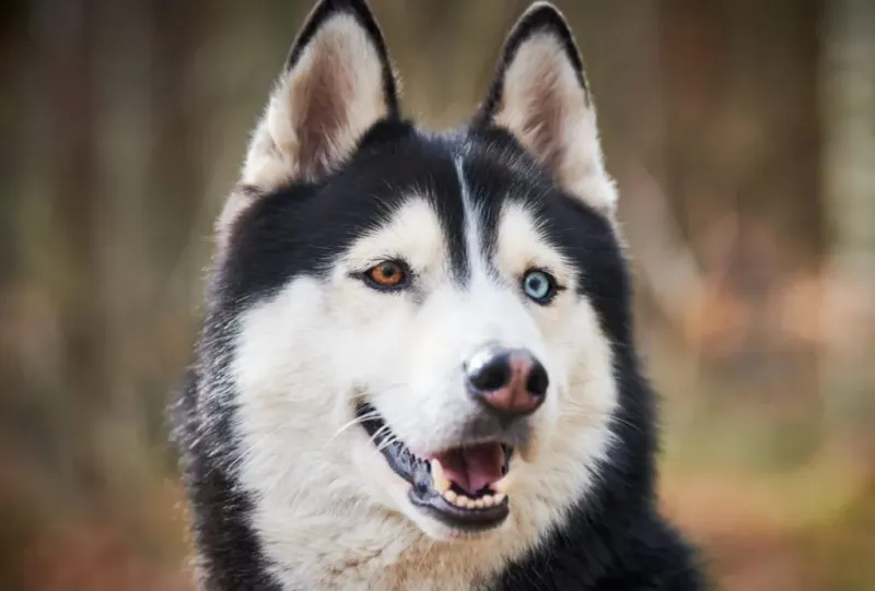 Siberian Huskies: Wolf-Like Beauties