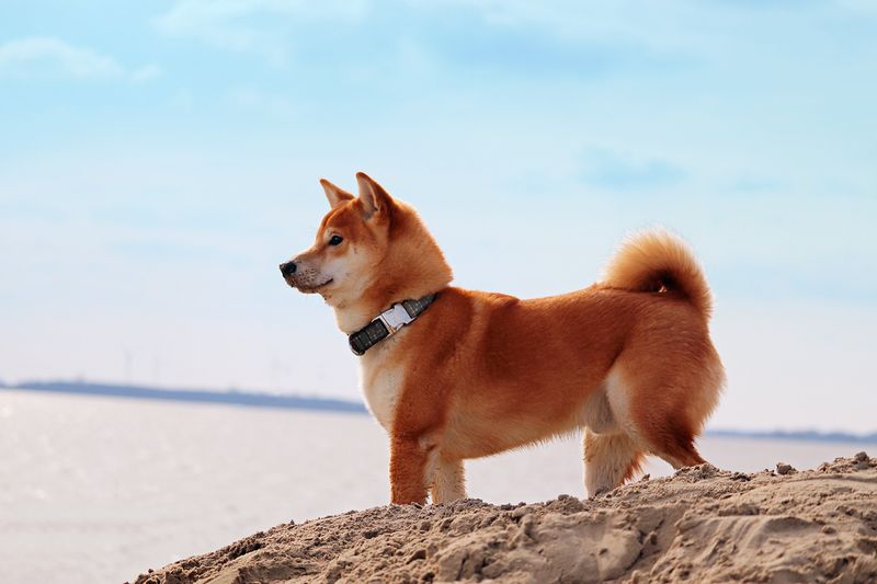 Shiba Inus: Cat-Like Independence With An Edge
