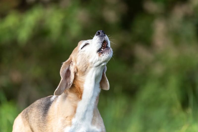 Beagles: Howling Escape Artists