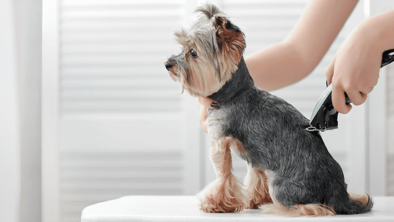 Regular Grooming Maintains That Signature Coat